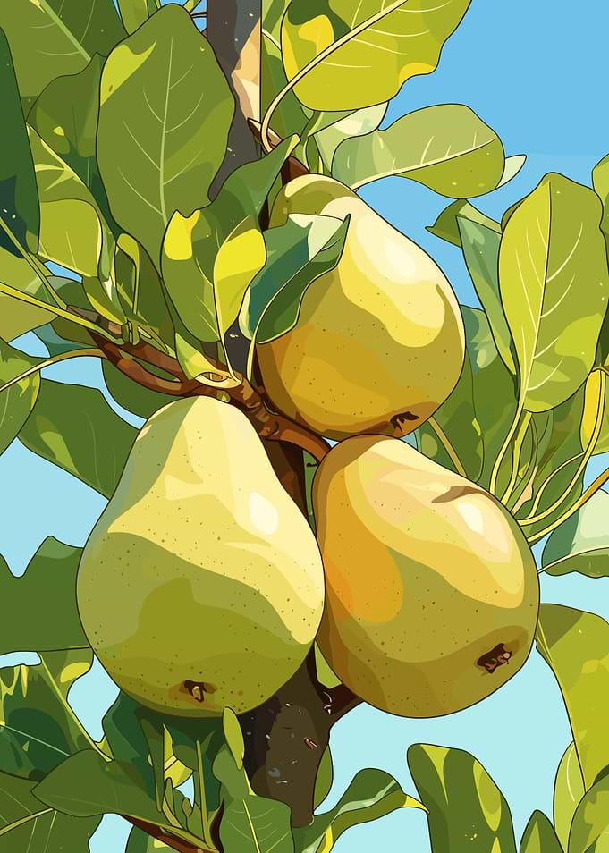 Pears on a Tree Branch