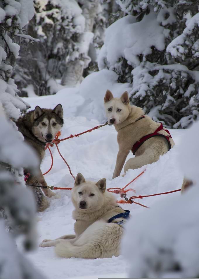 Sled Dogs in Snowy Winter Landscape