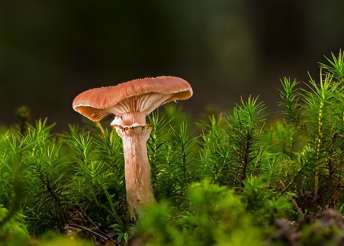 Mushroom in Mossy Forest