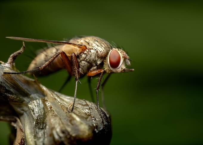 Fly