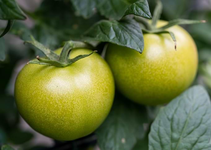 Two Green Tomatoes on the Vine