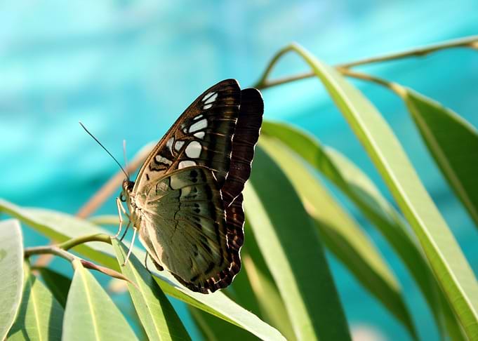 Butterfly on a Leaf