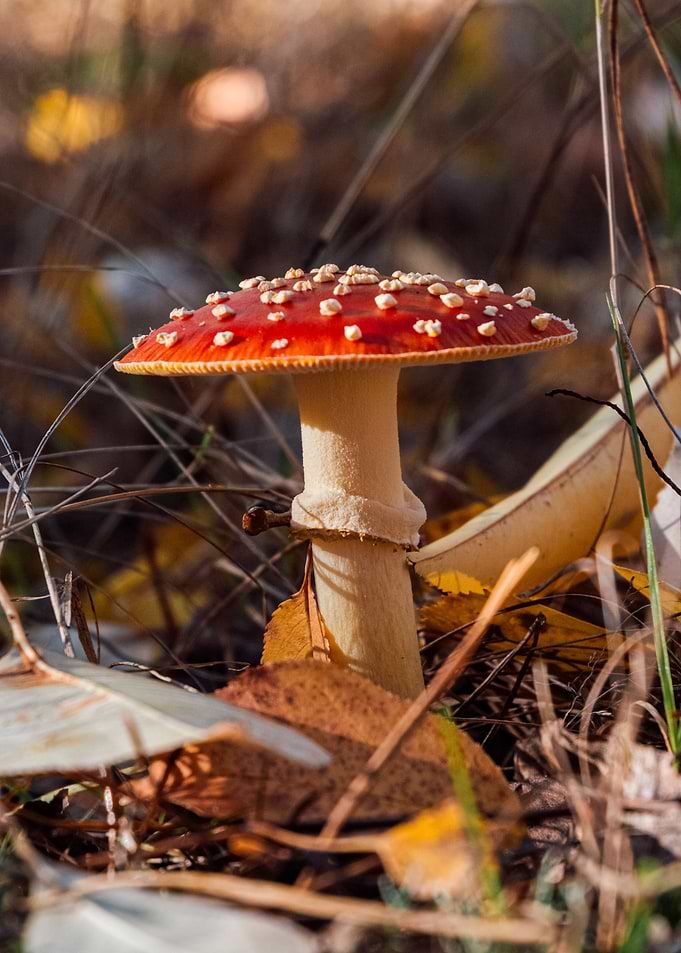 Amanita Mushroom in Forest Setting