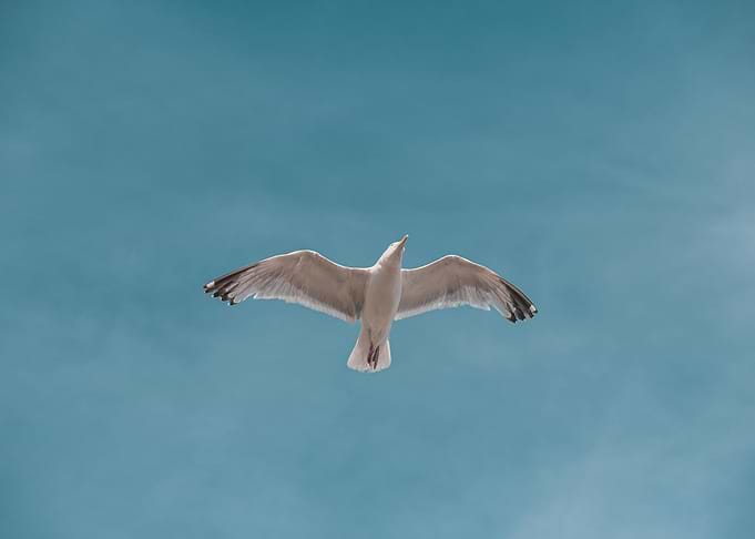 Seagull soaring in a blue sky