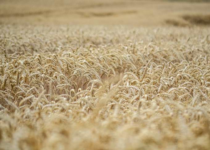 Golden Wheat Field Landscape