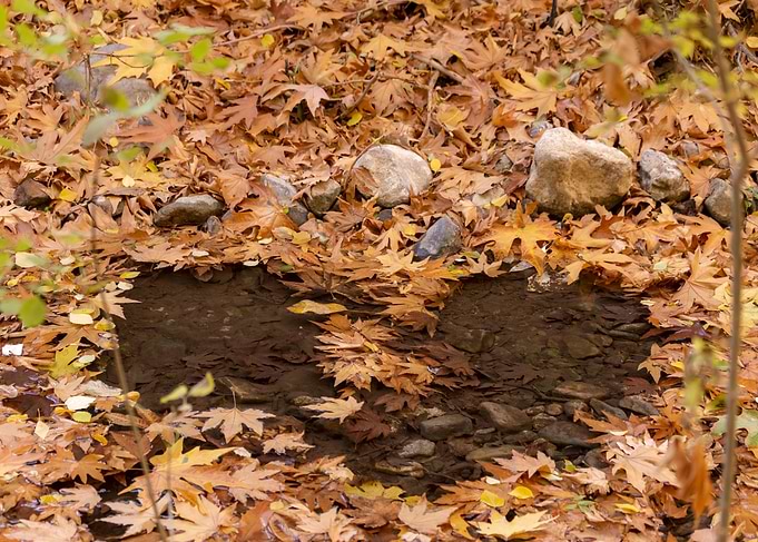Autumn Leaves and Stream