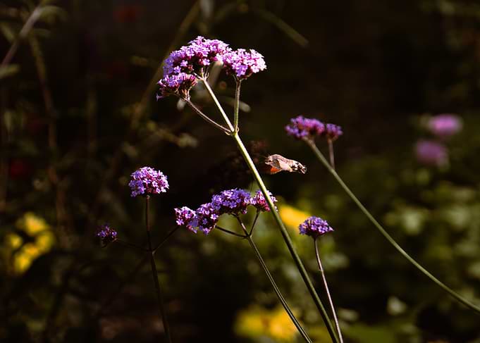 Hummingbird Hawk-Moth and Purple Flowers