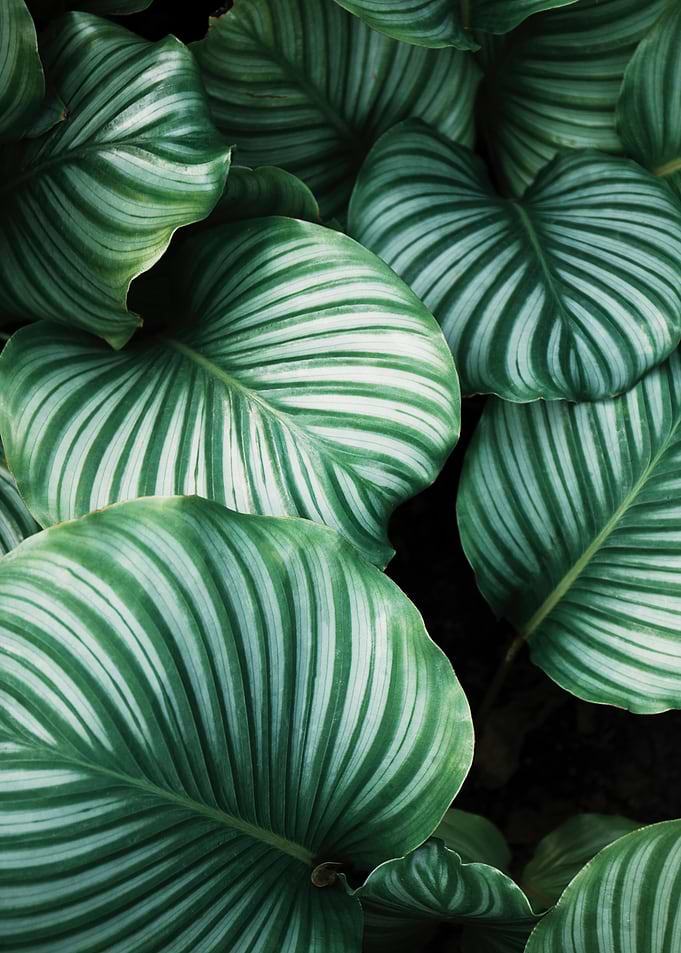 Green Leaves
