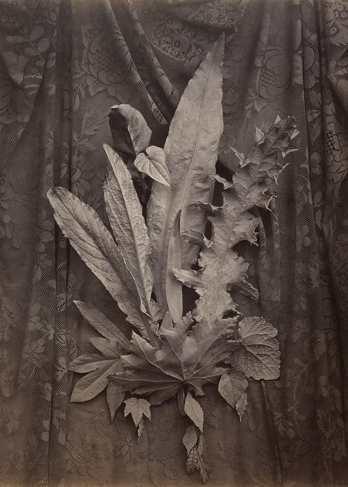 Monochrome Leaves on Lace Background