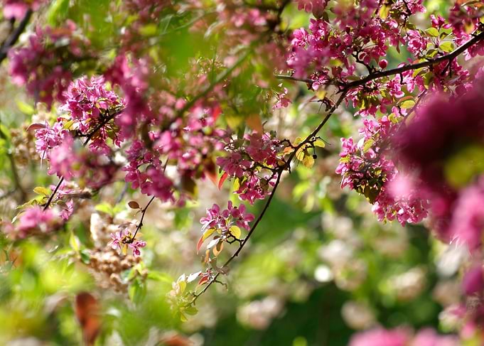 Pink blossoms on tree branches