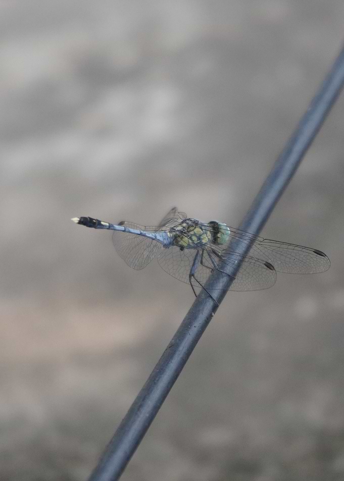 Dragonfly resting on a wire