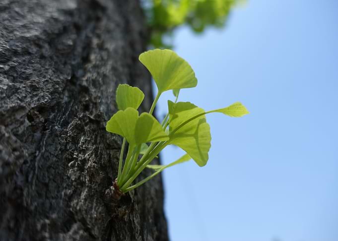 Ginkgo leaves sprouting from tree trunk