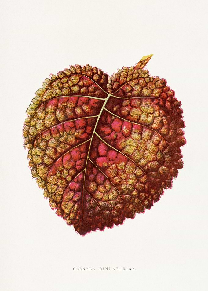 Gesneria Cinnabarina Leaf Illustration