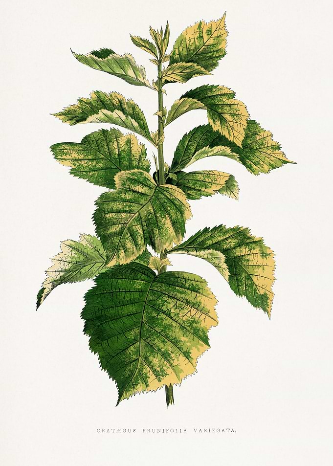 Crataegus Prunifolia Variegata Botanical Illustration