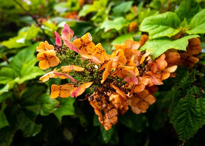Hydrangea Flowers in Bloom
