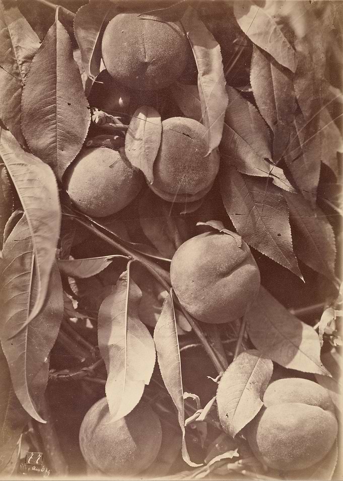 Vintage Peach Tree Photograph