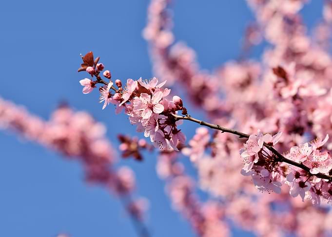 Pink Cherry Blossoms Against Blue Sky