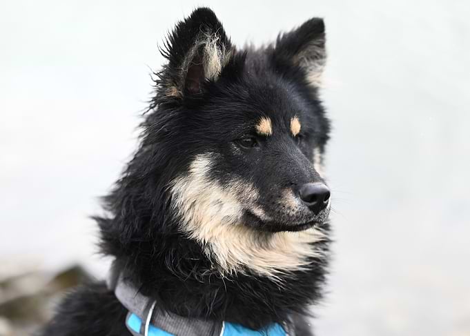 Portrait of a Black and Tan Dog