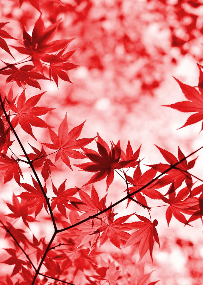 Red Maple Leaves