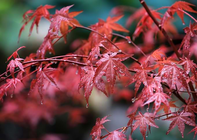 Red Maple Leaves with Water Droplets