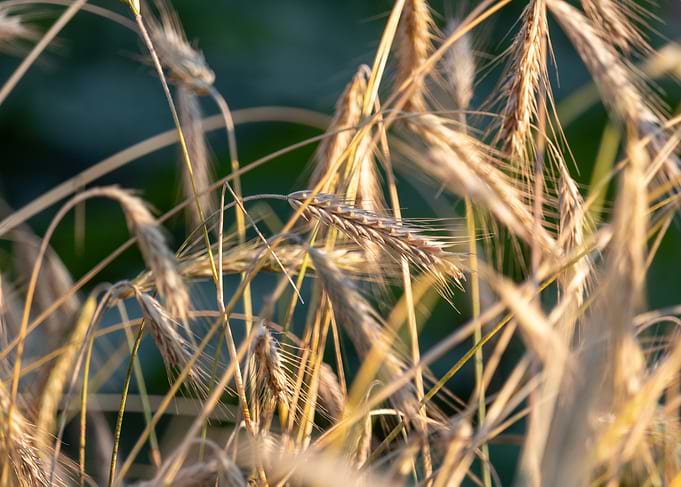Golden Wheat Field Close-Up