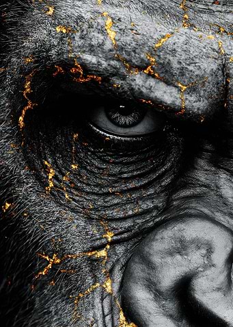 Gorilla Portrait with Golden Cracks