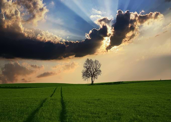 Lone Tree in Green Field at Sunset