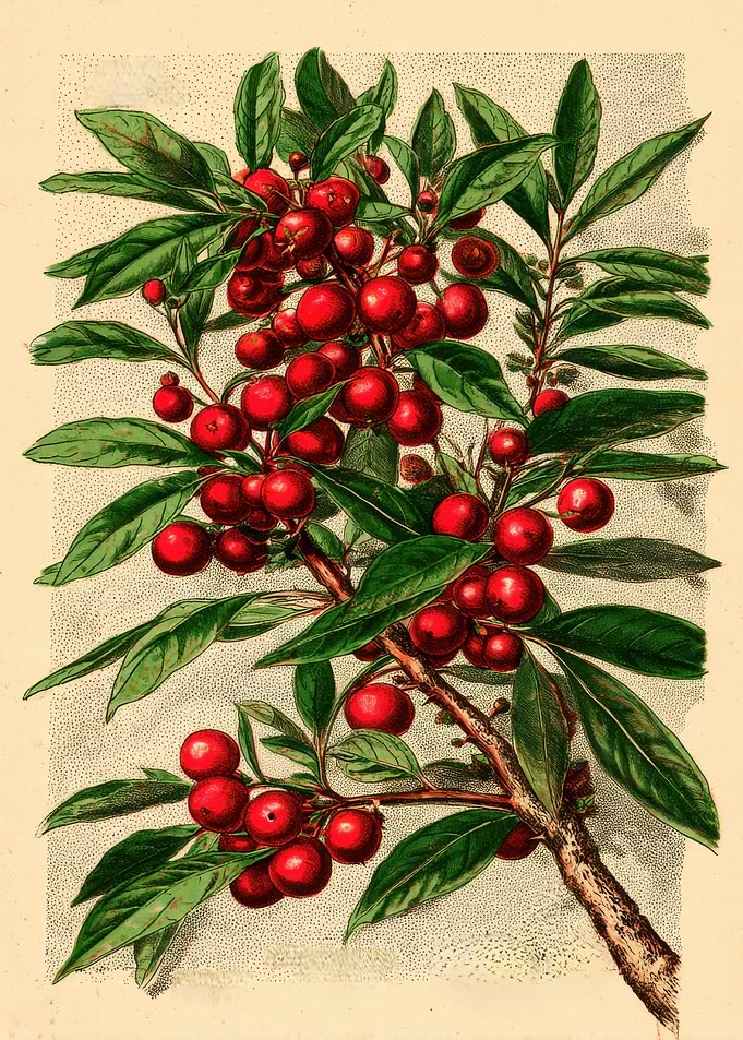 Botanical Illustration of Red Berries and Leaves