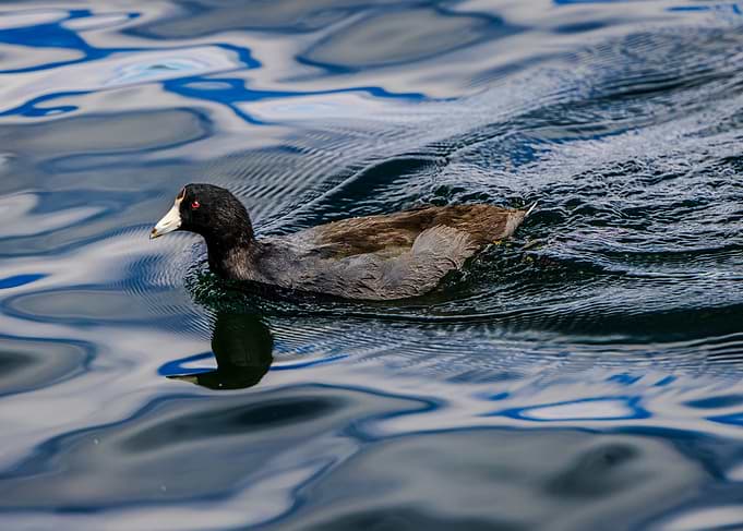 American Coot swimming in blue water
