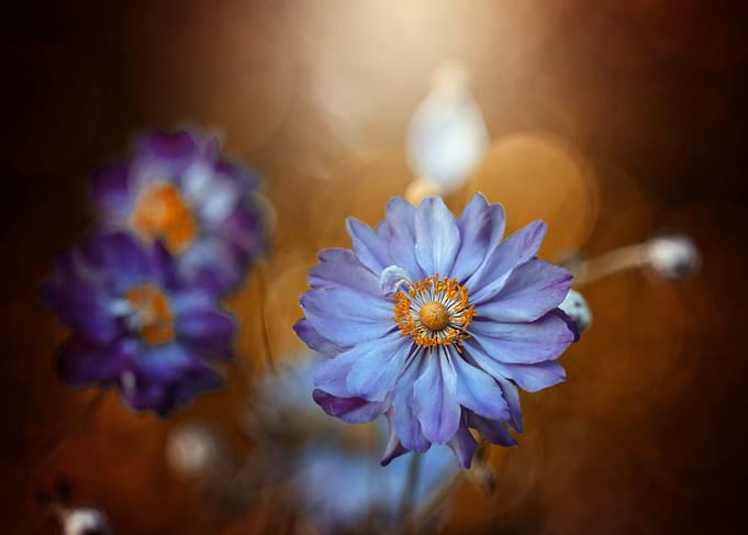Blue and Purple Anemone Flowers with Bokeh