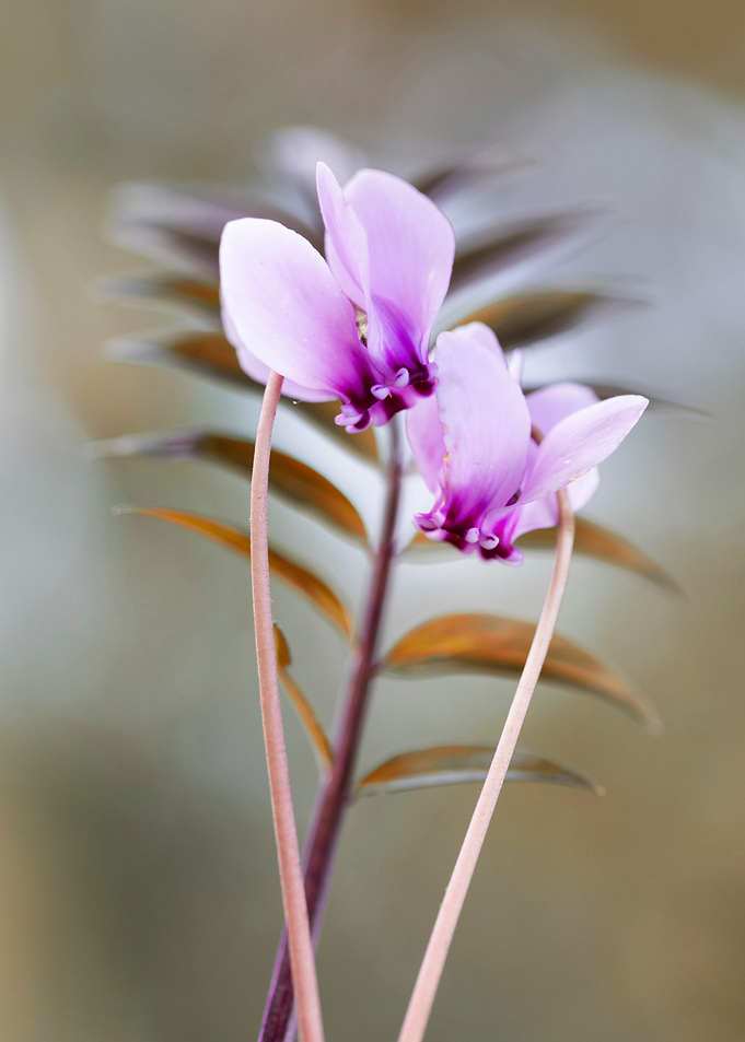 Cyclamen Flowers Close-Up