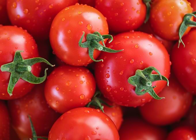 Fresh Tomatoes with Water Droplets