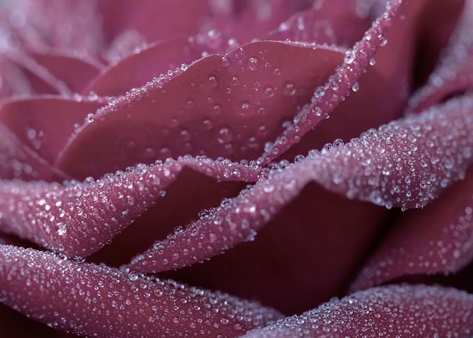 Dewy Rose Petals Close-Up