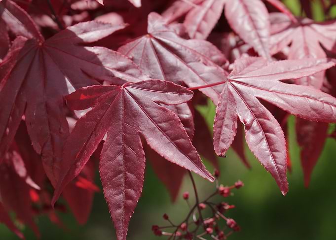Red Maple Leaves Close-Up