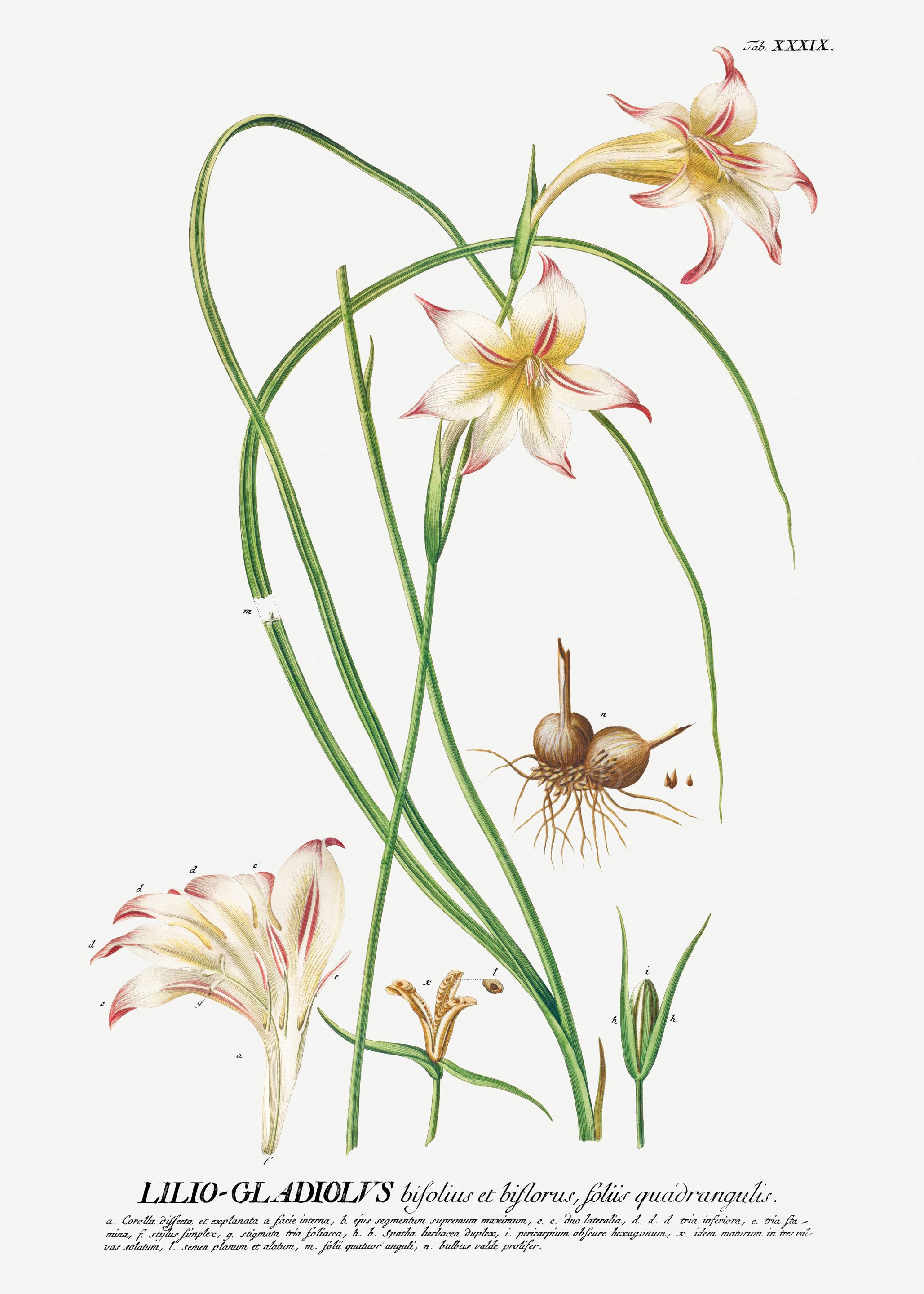 Lilio-Gladioli's botanical illustration