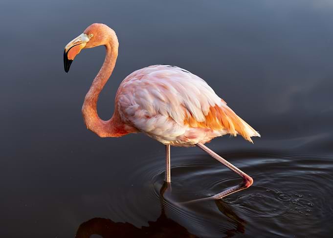 Flamingo wading in dark water