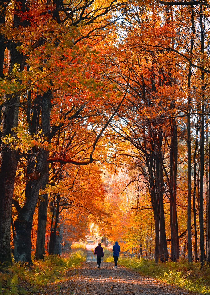 Autumn Walk in the Woods