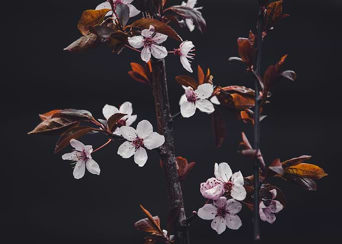 Cherry Blossoms on Dark Background