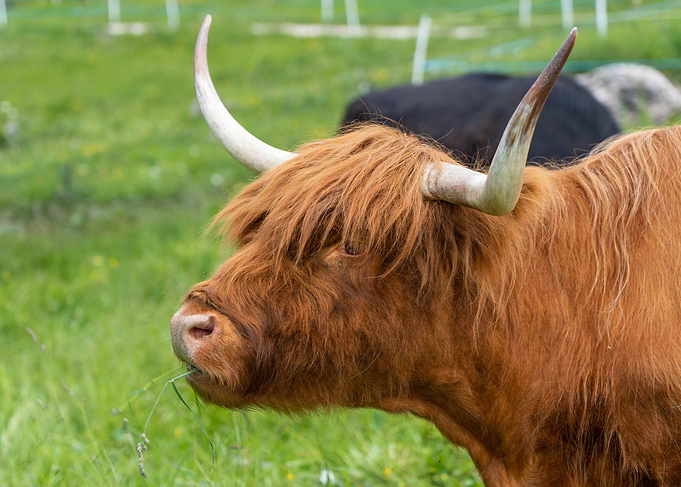 Highland Cattle Portrait