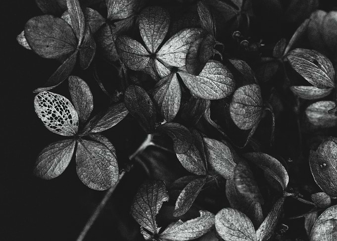 Monochrome Floral Still Life