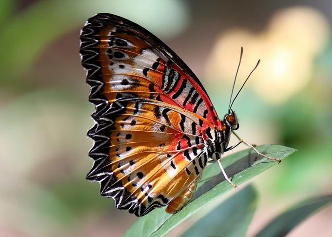 Colorful Butterfly on Leaf