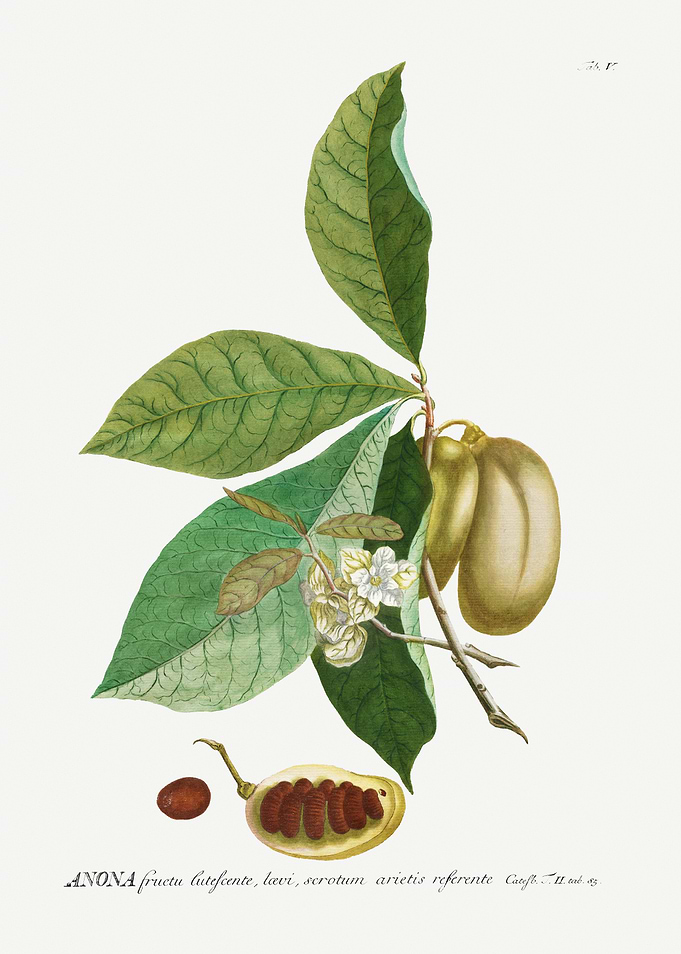 Anona Fruit Botanical Illustration