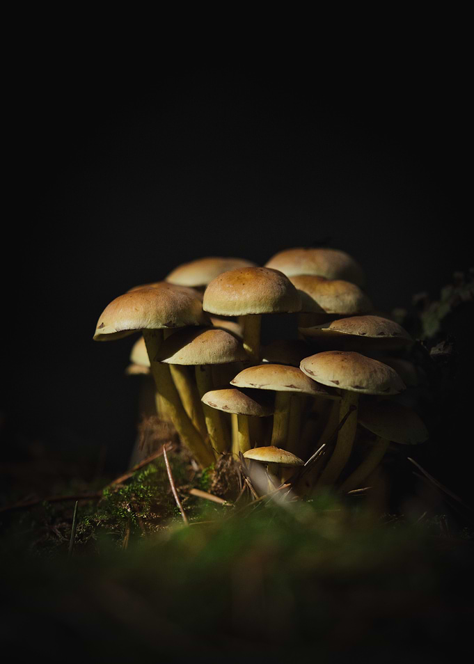 Cluster of Mushrooms in Dark Forest