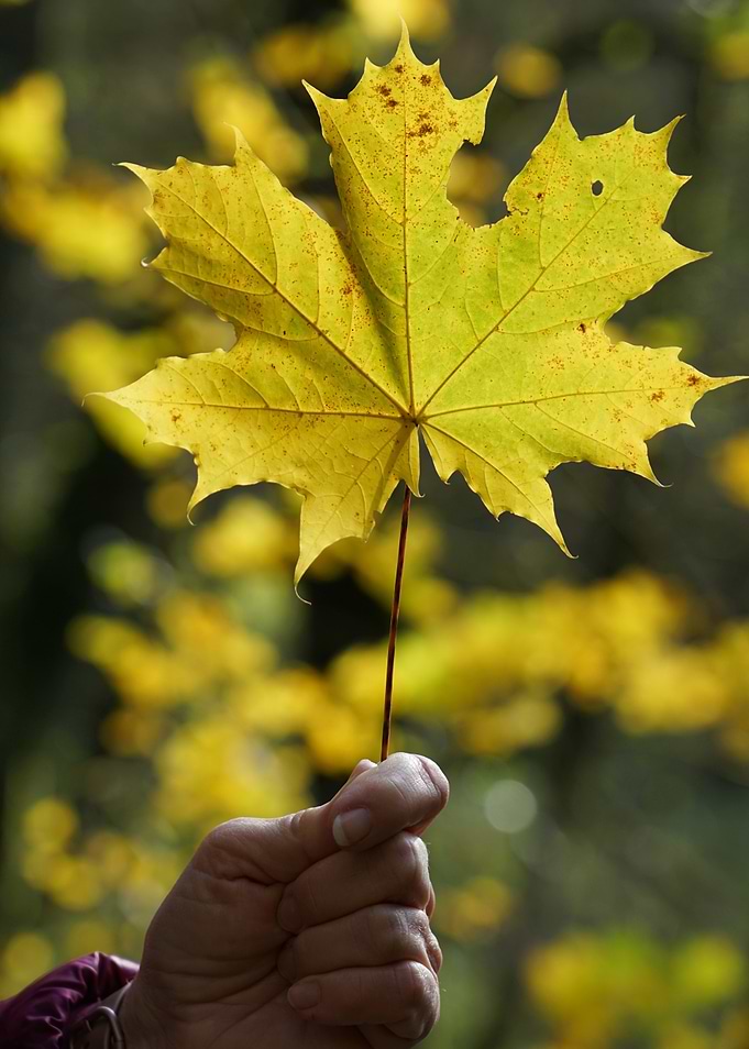 Yellow Maple Leaf Held in Hand