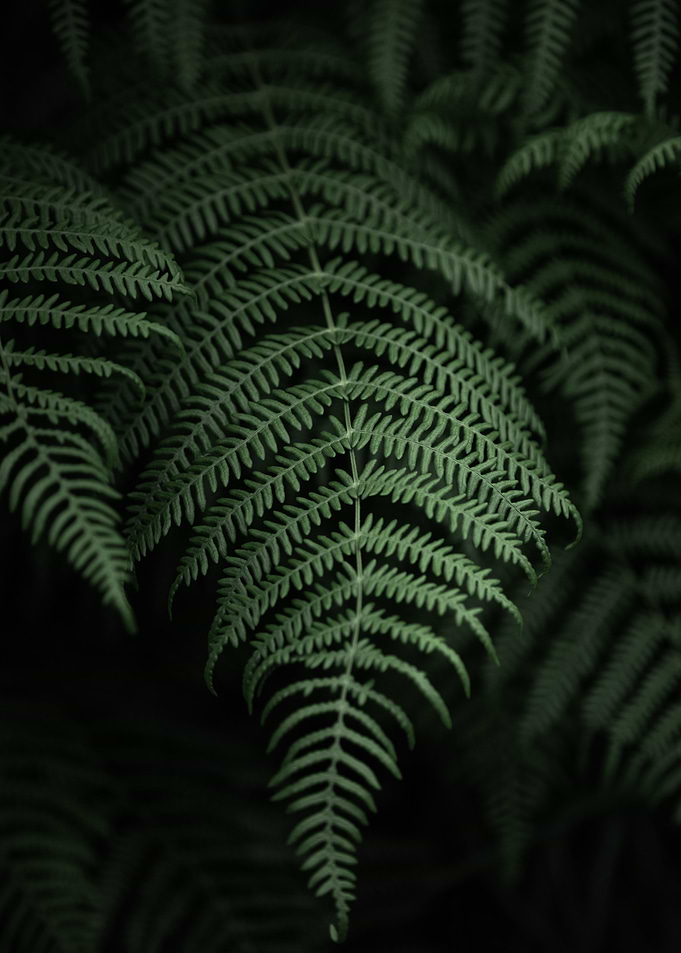 Fern fronds in dark green hues