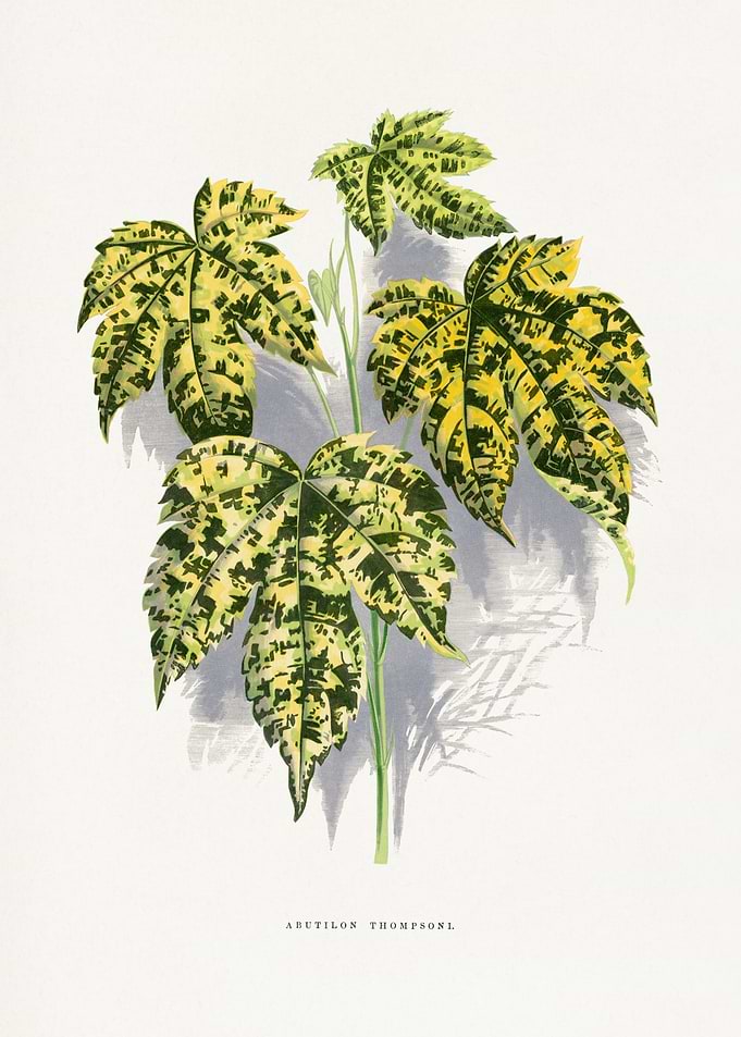 Abutilon Thompsonii Botanical Illustration