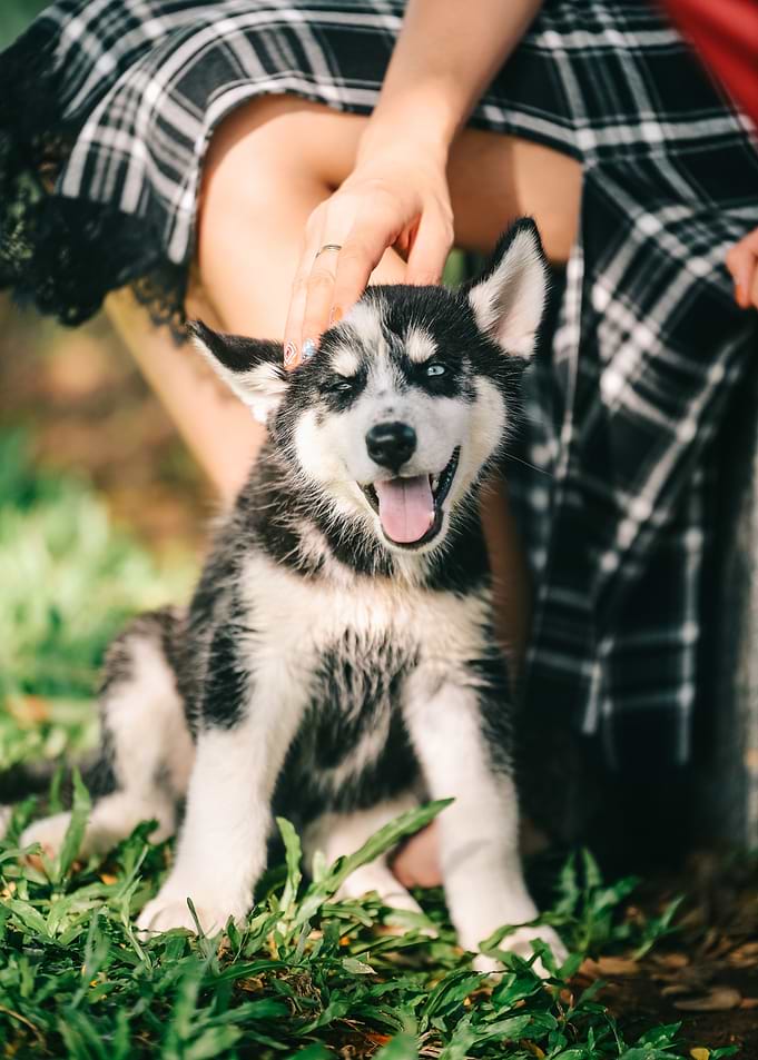 Husky puppy being petted outdoors