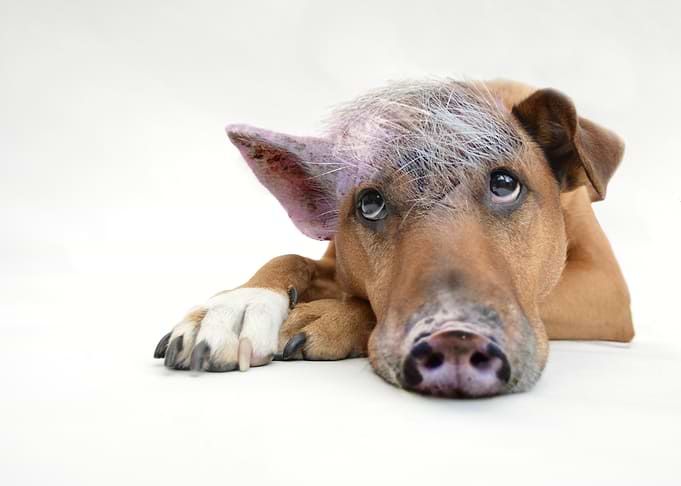 Dog with unusual hair and ear