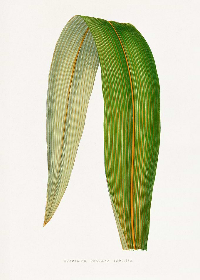 Cordyline Dracaena indivisa leaf illustration