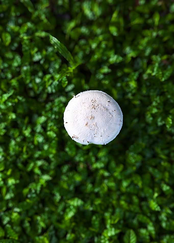 Mushroom on Greenery